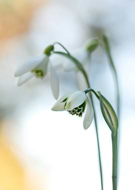 Snowdrop Flowers