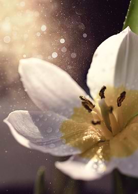 White Tulip Close-Up, Art Flower