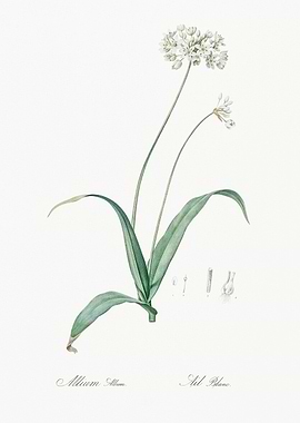 White Allium Flower Illustration