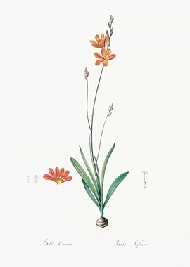 Ixia Flower Illustration