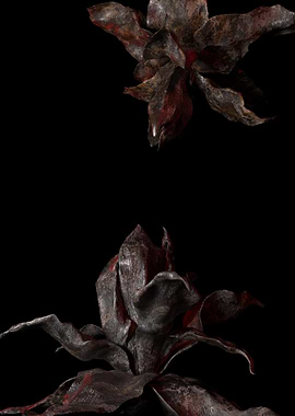 Dried Flower Still Life