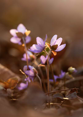 Delicate Purple Flowers