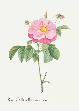 Rosa Gallica Vintage Illustration