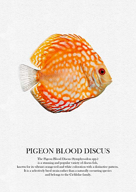 Pigeon Blood Discus Fish