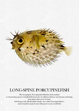 Long-Spine Porcupinefish