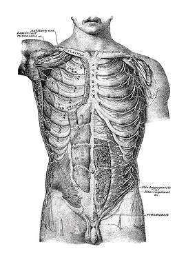 Human Anatomy Diagram
