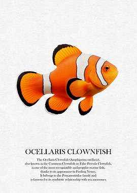 Ocellaris Clownfish Illustration