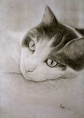 Jodie - Cat Portrait in Graphite
