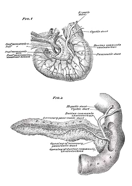 Pancreas and Liver Anatomy Diagram