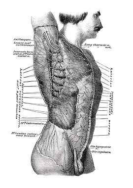 Human Anatomy Diagram