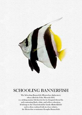 Schooling Bannerfish Illustration
