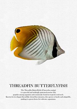 Threadfin Butterflyfish Illustration