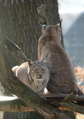 Two Lynxes on a Branch