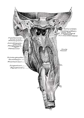 Anatomical Illustration of the Throat