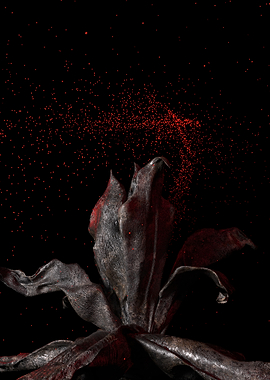 Red Dust on Black Flower