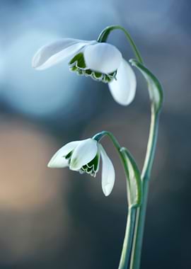 Snowdrop Flowers