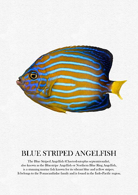 Blue Striped Angelfish Illustration