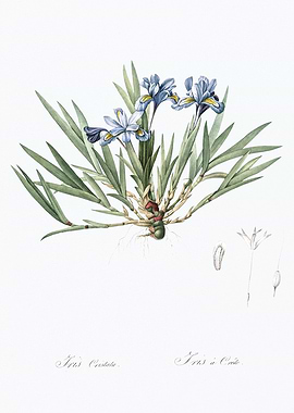 Iris Crestata Botanical Illustration