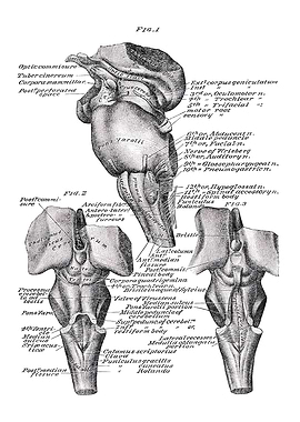 Brain Anatomy Diagram
