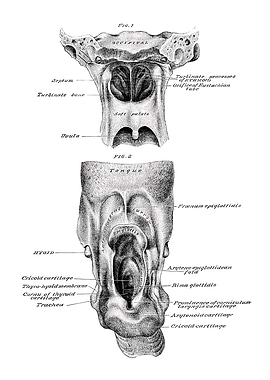 Human Throat Anatomy
