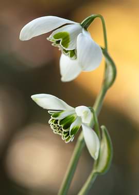 Snowdrop Flowers