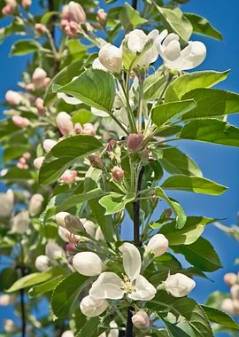 Apple Blossom Branch