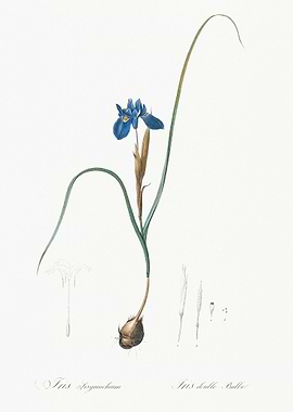 Iris Flower Illustration