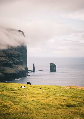 Sea Stacks and Cows
