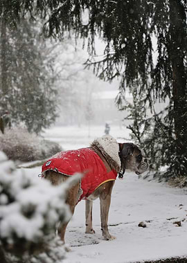 Dog in Red Coat in Snow