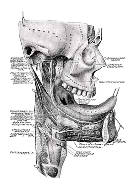 Human Anatomy Illustration