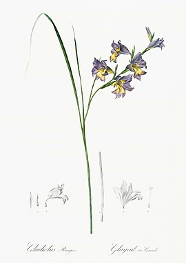 Gladiolus Flower Illustration