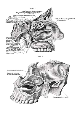 Human Skull Anatomy