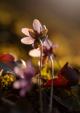 Delicate Purple Flowers