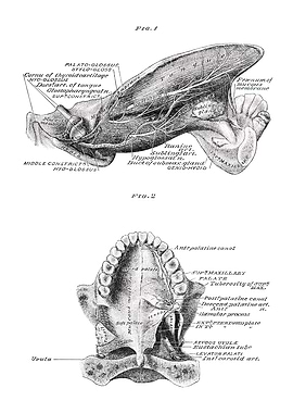 Human Anatomy Illustration