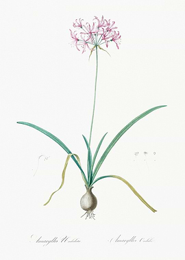 Pink Amaryllis Flower Illustration