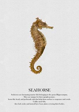 Seahorse Illustration