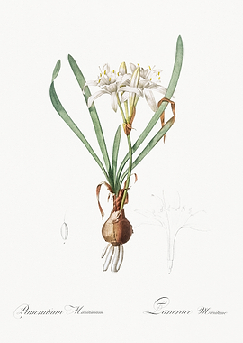 Pancratium Maritimum Illustration