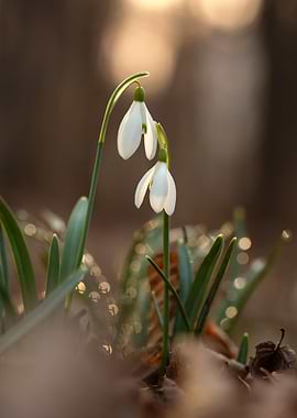 Snowdrop Flowers in Sunlight