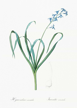 Hyacinthus Orientalis Illustration
