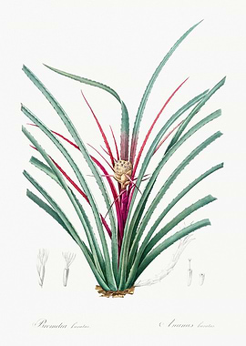 Botanical Illustration of Bromelia Karatas