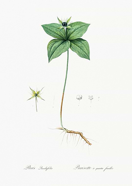 Paris Quadrifolia Illustration