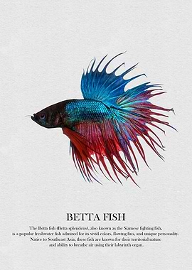 Betta Fish Illustration