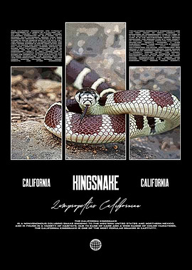 California Kingsnake Reptile Keeper