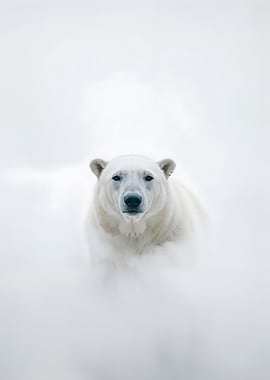 Polar Bear in Snow
