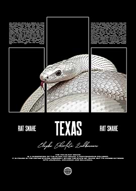 Texas Rat Snake Reptile Keeper Poster