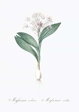 Botanical Illustration of Majsnia