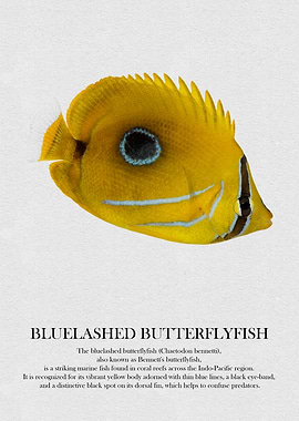 Bluelashed Butterflyfish