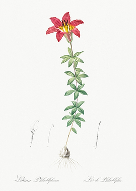 Lilium Philadelphicum Illustration