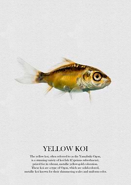 Yellow Koi Fish
