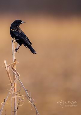 Blackbird on a Branch